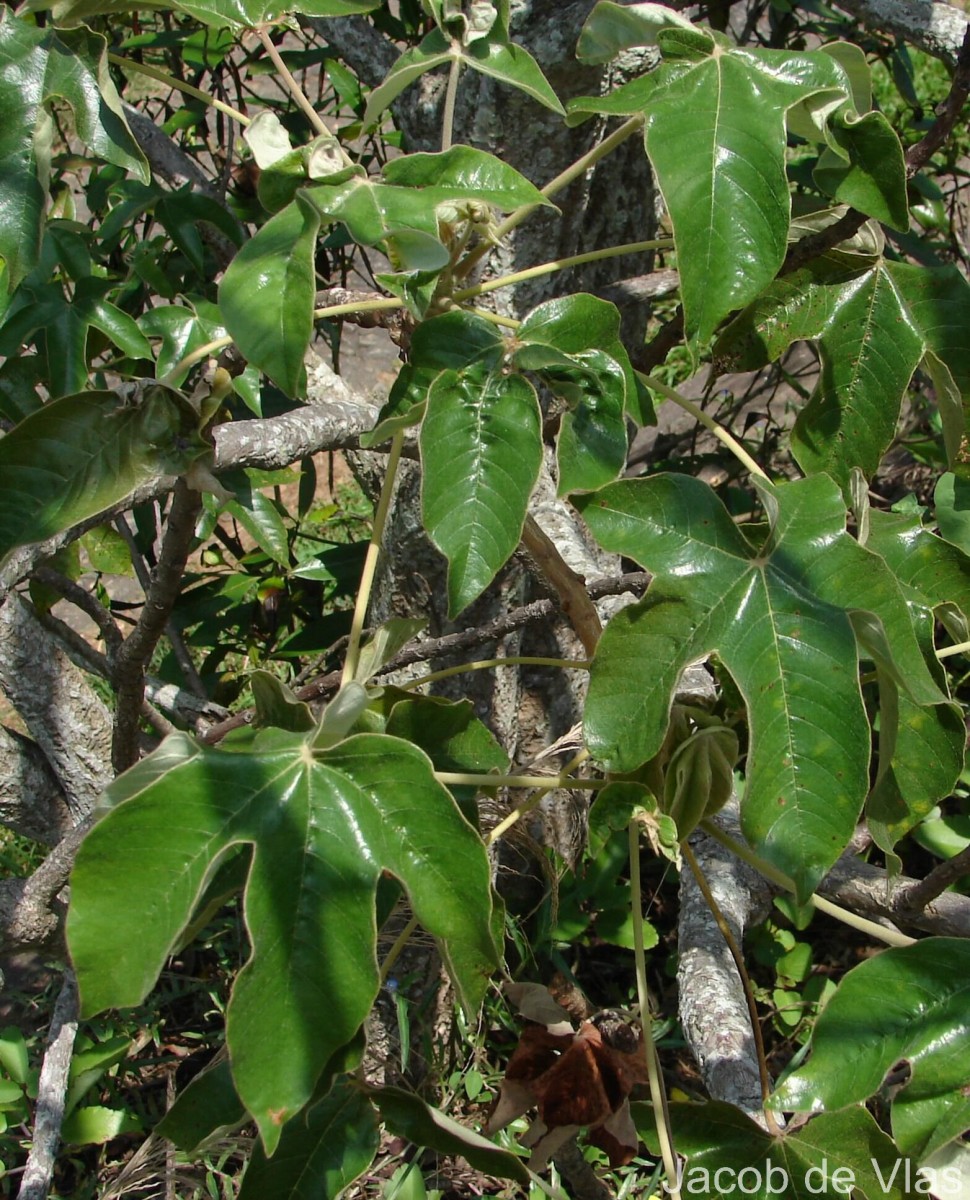 Cochlospermum religiosum (L.) Alston